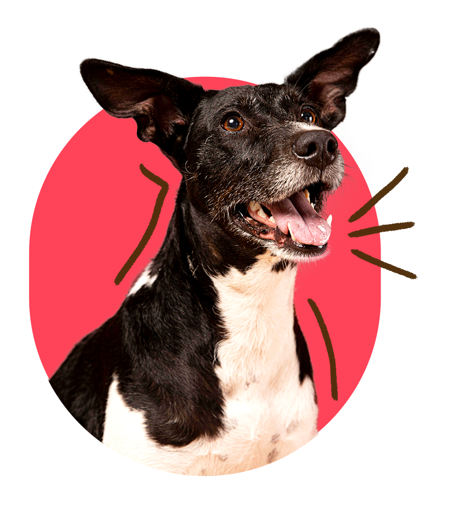 brandingthatbarks